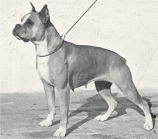 Alma von der Frankenwarte - Photo from The Dog World Annual 1942, Page 125