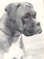 CH Anndale Sheafdon Hooch-Mi - Head Shot - Photo from OUR DOGS Christmas 1953, Page 10a