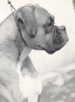CH Awldogg Jacobus - Head Shot - Photo from OUR DOGS Christmas 1953, Page 10a