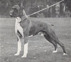CH Blacknowe Beau Ideal - Photo from Dog World Annual 1955, Page 165