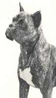 Bomba von der Beethovenstadt - Photo from OUR DOGS Christmas Number, 1948, Page 278