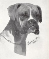 CH Braxburn Flush Royal - Photo from The British Boxer Club year Book 1955, Page 36