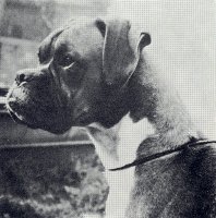 CH Burstall Barnstormer - Head shot - taken from BBC Yearbook 1961 - 62, Pg 78