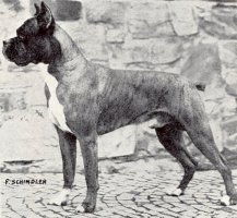 Carlo von den Herreneichen - Photo from The Dog World Annual 1947, Page 64
