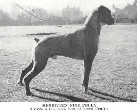 Crufts BOB 1956 - Merriveen Fine Fella - Taken from OUR DOGS Christmas Number, 1959, Page 108