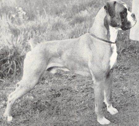 Merriveen Fine Fella - Photo from OUR DOGS Christmas Number 1958, Page 184
