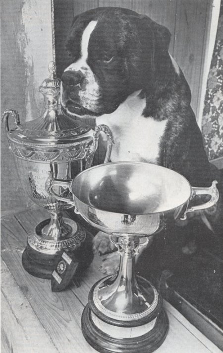 BOB Crufts 1975 - CH Desperate Dan with British Boxer Club Champion of Champions Trophy and Crufts best of breed Cup