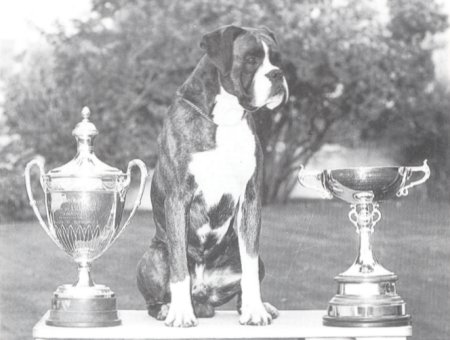 BOB 1986 - CH Marbelton Dressed To Kill with the British Boxer Club's Champion of Champions Trophy (right) and the Crufts Memorial Cup for Best Boxer