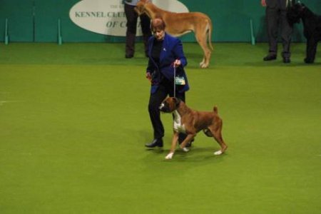 Crufts 2004 - Boxer BOB - Ch Tartarian Gold Dust JW on the move