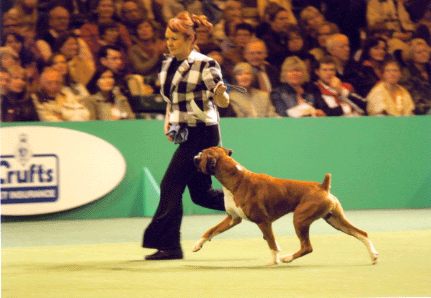 Crufts 2006 - Boxer BOB - CH Tartarian Gold Dust JW - On the move