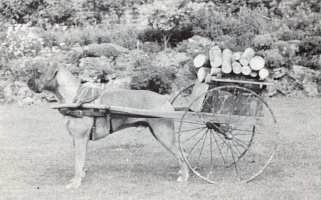 Cuckmere Krin - Pulling a dog cart - Picture taken 1940 - Taken from SWBC Blue Book 1982, Pg 61