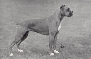CH Florri of Breakstones - Photo from OUR DOGS Christmas Number, 1949 Page 83