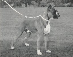 Frohlich von Dom - Right Side - Photo from OUR DOGS Christmas Number 1952, Pg 75
