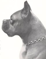 Gernot v d Herreneichen - Head Shot - Taken from OUR DOGS Christmas Number, 1949, page 73