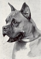 Gremlin Gernot von der Herreneichen - Photo from The Dog World Annual 1947, Page 64