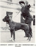 Gremlin Gernot von der Herreneichen in Germany - Photo from The Dog World Annual 1947, Page 64