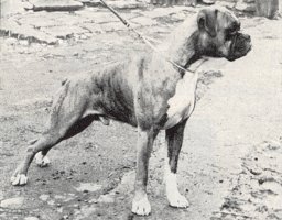 CH Greatsea Masterpiece - Front Right Side - Photo from Dog Paper Clipping dated 1952