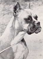 Gremlin Bossi von Rhona - Photo from The Dog World Annual 1950, Page 45