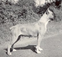 Gremlin Bossi von Rhona - Photo from Dog Clipping circa 1948