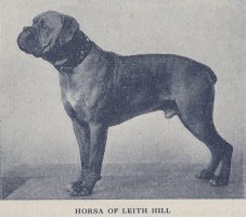 Horsa of Leith Hill - Photo from Crufts Catalogue 1938 Page 496