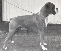 Ch Klesby Sparklet - Photo from The British Boxer Club Year Book 1955, Page 31