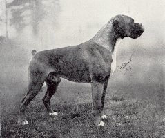 CH Lustig of Gerdas Hofstee - Photo from Dog World Annual 1957, Pg 139