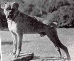 Mayerling Warlord - Photo from The Dog World Annual 1951, Page 305