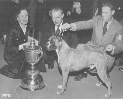 Ch Mazelaine's Zazarac Brandy winning BIS Westminster 1949
