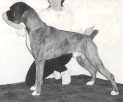CH Mobox Sheer Genius - Photo from South Western Boxer Club, Blue Book '95, Page 45