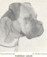 Panfield Adler - Photo from The Dog World Annual 1943