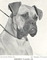 Panfield Amanda - Photo from The Dog World Annual 1942, Page 125