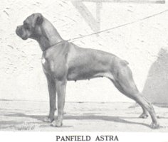 Panfield Astra - Left Side (The Dog World Annual 1943, Page 127)