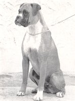 CH Panfield Rhythm - Photo from OUR DOGS Christmas Number 1949, Page 297