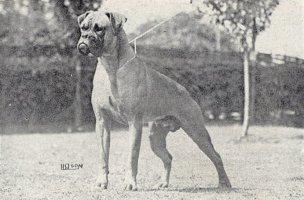 CH Panfield Tango - Front Left Side - Photo taken from OUR DOGS Christmas Number, 1947, page 29