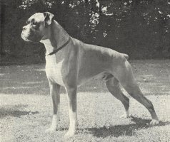CH Silverstein Sundance - Left Side - Photp from OUR DOGS Christmas 1967, Page 177