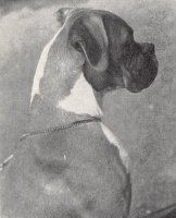 CH Stainburndorf Dandylion - Head Shot - Photo from OUR DOGS Christmas 1953, Page 66