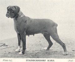 Stainburndorf Kara - Photo from The Dog World Annual 1942, Page 57