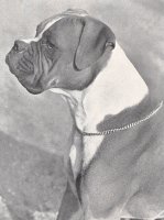 CH Stainburndorf Vanderlion - Head Shot - Photo from Dog World Annual 1954, Page 11