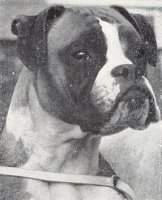 CH Starmark Strawberry Fair - Head Shot - Photo from OUR DOGS Christmas 1960, Page 25