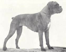 CH Thornick Beta of Oidar - Photo from The Dog World Annual 1947, Page 29
