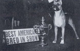 Ch Warlord of Mazelaine winning Westminster BIS 1947