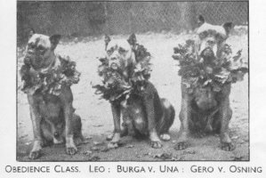 Obedience Class  Leo :  Burga v. Una :  Gero v. Osning