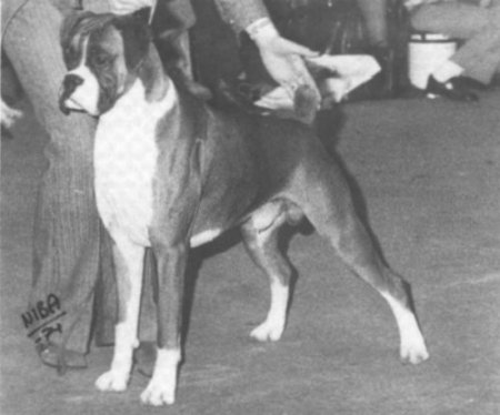 Crufts 1974 BOB - Tremendous of Trywell