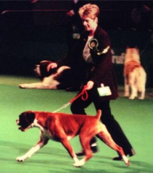 Crufts 2001 - Boxer BOB - CH Makeneys Magical Moments JW - On the move
