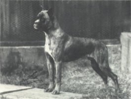 Flori von Dom - Taken from Supplement to OUR DOGS 16 Dec 1938, Page 74