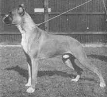 Frohlich von Dom - Left Side - Photo from OUR DOGS Christmas Number 1951, Pg 63