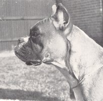 Frohlich von Dom - Head Shot - Photo from The Dog World Annual 1952, Page 64