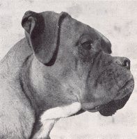 CH Gernotson of Jonwin - Head Shot - Photo from The Dog World Annual 1950, Page 99