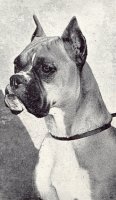 Gremlin Bossi von Rhona - Photo from The Dog World Annual 1949, Page 70