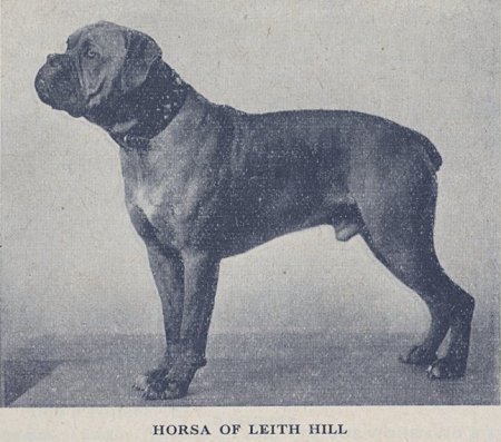 Horsa of Leith Hill - Picture from Crufts Catalogue 1938 page 498
